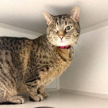 Domestic Short Hair Cats Available for Adoption in Aurora, Colorado - RUBY TUESDAY | PetCurious