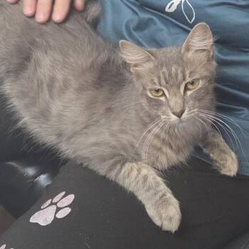 Sweetie -  Domestic Short Hair Cat for Adoption in Las Vegas, Nevada - Sweetie | PetCurious