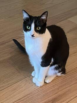 Tuxedo and Domestic Short Hair Cats Available for Adoption in Walnut Creek, California - Stella | PetCurious
