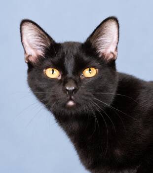 PICKLE -  Domestic Short Hair Cat for Adoption in Pasadena, California - PICKLE | PetCurious