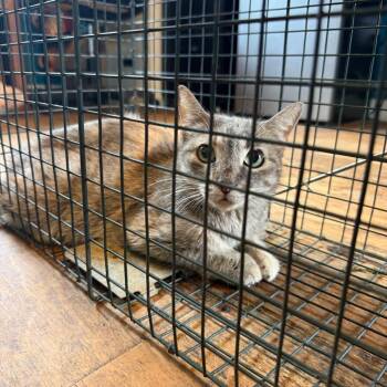 Helen 052801A -  Domestic Short Hair Cat for Adoption in Amory, Mississippi - Helen 052801A | PetCurious