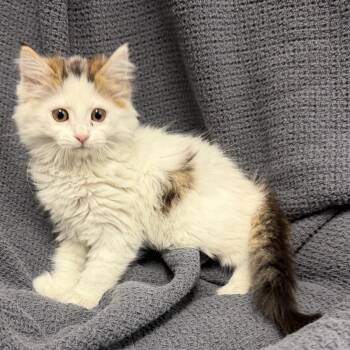 Marsha -  Domestic Long Hair Cat for Adoption in Latrobe, Pennsylvania - Marsha | PetCurious