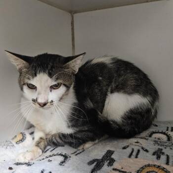 Dave -  Domestic Short Hair Cat for Adoption in Brighton, Missouri - Dave | PetCurious