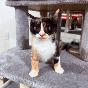 Goldie Crock -  Domestic Short Hair Cat for Adoption in Eagle Mountain, Utah - Goldie Crock | PetCurious