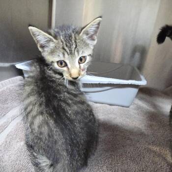 Fuzzby 26-0632 -  Domestic Short Hair Cat for Adoption in Yanceyville, North Carolina - Fuzzby 26-0632 | PetCurious