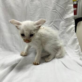Pinky -  Domestic Short Hair Cat for Adoption in Donalsonville, Georgia - Pinky | PetCurious