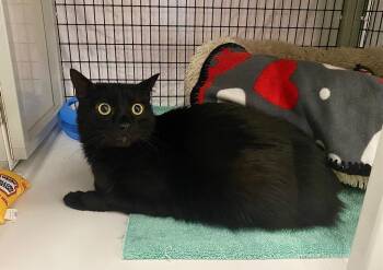 Rescue Domestic Short Hair Cats for Adoption in Raleigh, North Carolina - Arrowroot | PetCurious