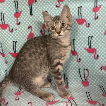 Rescue Domestic Short Hair Cats for Adoption in Tillsonburg, Ontario - MOONBEAM | PetCurious