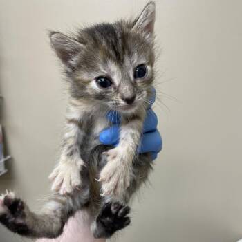 Domestic Medium Hair Cats Available for Adoption - Fiona | PetCurious