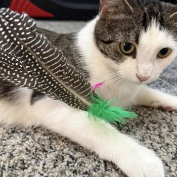 Domestic Short Hair Cats Available for Adoption in Pittsburgh, Pennsylvania - Lassie | PetCurious