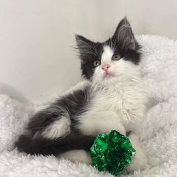 Leo -  Domestic Long Hair Cat for Adoption in Lexington, Kentucky - Leo | PetCurious