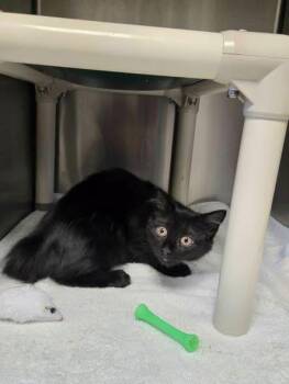 Diamond -  Domestic Medium Hair Cat for Adoption in Amherst, Virginia - Diamond | PetCurious