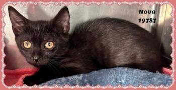NOVA see also NEBULA -  Domestic Short Hair and Bombay Cat for Adoption in Marietta, Georgia - NOVA See Also NEBULA | PetCurious