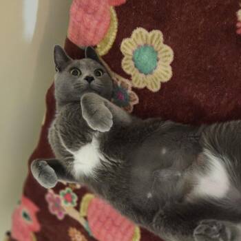 Hippo -  Domestic Short Hair and Russian Blue Cat for Adoption in Hartville, Ohio - Hippo | PetCurious
