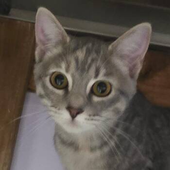 Amelia Shepherd -  Domestic Short Hair Cat for Adoption in Grinnell, Iowa - Amelia Shepherd | PetCurious
