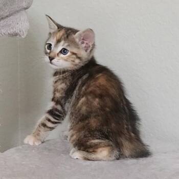 Torbie Cats Available for Adoption in Allen, Texas - Flan | PetCurious