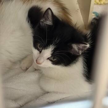Pluto -  Domestic Short Hair Cat for Adoption in Newark, New Jersey - Pluto | PetCurious