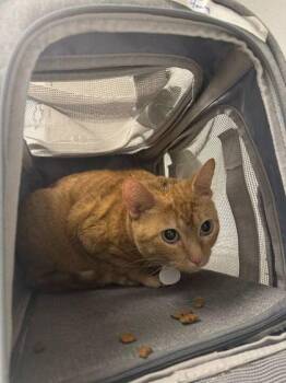Domestic Short Hair Cats Available for Adoption in Kansas City, Missouri - Honey | PetCurious