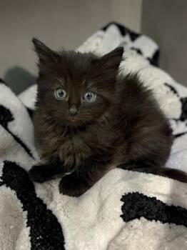 Cookie -  Domestic Medium Hair and Domestic Short Hair Cat for Adoption in Cumberland, Maryland - Cookie | PetCurious