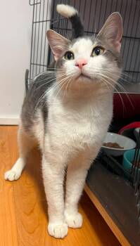 Pretzel -  Domestic Short Hair Cat for Adoption in New Britain, Connecticut - Pretzel | PetCurious