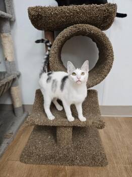 Crane -  Domestic Short Hair Cat for Adoption in Corpus Christi, Texas - Crane | PetCurious
