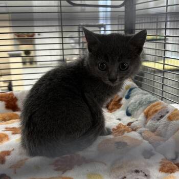 Domestic Short Hair Cats Available for Adoption - BB | PetCurious