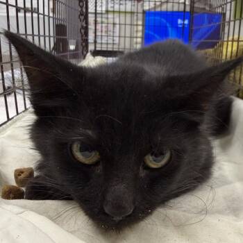 Jager -  Domestic Short Hair Cat for Adoption in Las Cruces, New Mexico - Jager | PetCurious