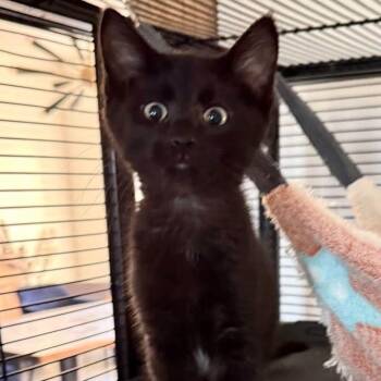 Rey -  Domestic Short Hair Cat for Adoption in Richmond, Missouri - Rey | PetCurious