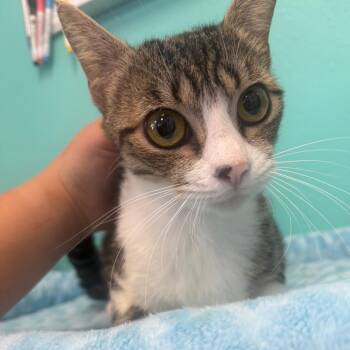 Mittens -  Domestic Short Hair Cat for Adoption in Lake Jackson, Texas - Mittens | PetCurious