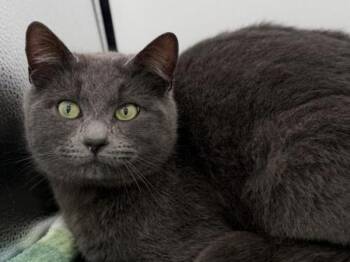 Domestic Short Hair Cats Available for Adoption - Clay | PetCurious