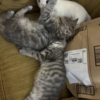 Domestic Short Hair Cats Available for Adoption - Sterling | PetCurious