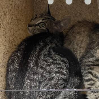 Rubble -  Domestic Short Hair Cat for Adoption in Philadelphia, Pennsylvania - Rubble | PetCurious
