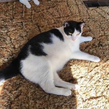 Rescue American Shorthair Cats for Adoption in Wadena, Minnesota - Tator | PetCurious