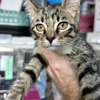Daphne -  Extra Toes Cat Hemingway Polydactyl Cat for Adoption in Matteson, Illinois - Daphne | PetCurious