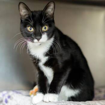 Spencer -  Domestic Short Hair Cat for Adoption - Spencer | PetCurious