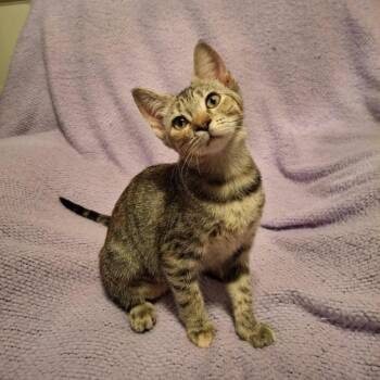 Jazz -  Domestic Short Hair Cat for Adoption in Rocky Mount, Virginia - Jazz | PetCurious