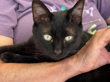George -  Domestic Short Hair Cat for Adoption in Momence, Illinois - George | PetCurious