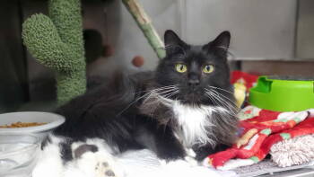 Rescue Domestic Medium Hair Cats for Adoption in Wasilla, Alaska - Corn Cobb | PetCurious
