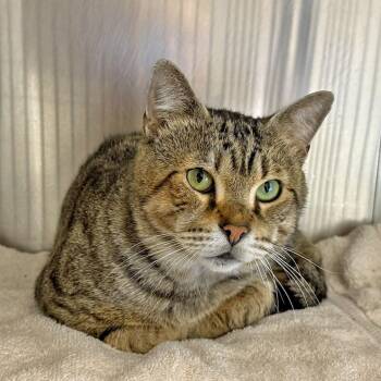 Marley -  Domestic Short Hair Cat for Adoption in Falmouth, Massachusetts - Marley | PetCurious