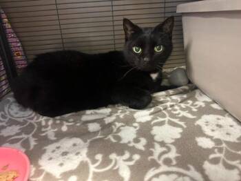 Shadow -  Domestic Short Hair Cat for Adoption in Blountville, Tennessee - Shadow | PetCurious