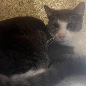 Wally -  Domestic Short Hair Cat for Adoption in Philadelphia, Pennsylvania - Wally | PetCurious