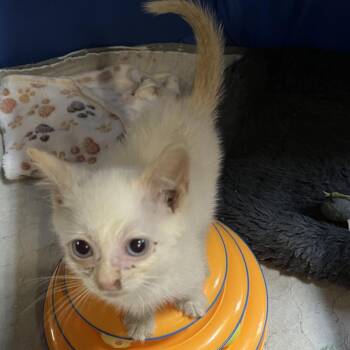 Bruiser -  Siamese and Domestic Short Hair Cat for Adoption in Washington, District Of Columbia - Bruiser | PetCurious