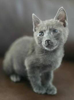 Rescue Russian Blue Cats for Adoption in New Braunfels, Texas - Mr. Mighty Mouse | PetCurious