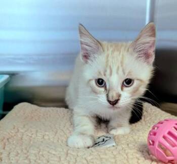 Domestic Short Hair Cats Available for Adoption in Buffalo, Minnesota - Tony | PetCurious