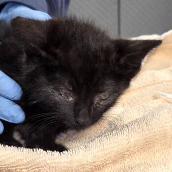 Bubba -  Domestic Short Hair Cat for Adoption in Newark, New Jersey - Bubba | PetCurious