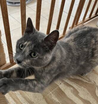 Domestic Short Hair Cats Available for Adoption - Penny | PetCurious