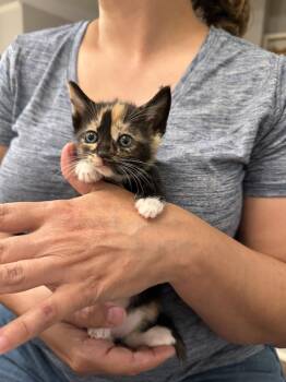 Domestic Short Hair Cats Available for Adoption in Camden, South Carolina - Meowserati (Available For Pre-adoption) | PetCurious