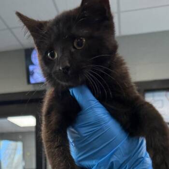Baxter -  Domestic Short Hair Cat for Adoption in Allentown, Pennsylvania - Baxter | PetCurious