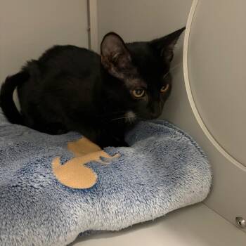 Robbie -  Domestic Short Hair Cat for Adoption in Columbus, North Carolina - Robbie | PetCurious