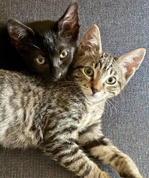 Rescue Domestic Short Hair Cats for Adoption in Tillamook, Oregon - Lulu & BooBoo, A Bonded Pair | PetCurious